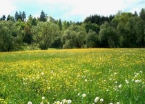 Продажа Отличный вариант для инвестиций (СХ) — фото 2