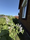 Продажа Дом из бруса, на участке 5,3 сотки! — фото 3