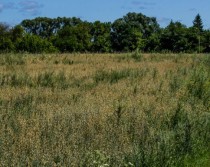 Продажа ПРОДАЕТСЯ УЧАСТОК В БОЛЬШИХ КУРГУЗЯХ — фото 3