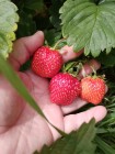 Продажа Капитальный 2этажный  дом из красного кирпича — фото 17