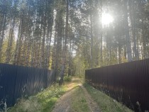 Продажа Ваша лесная сказка — фото 2