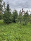 Продажа Купи — фото 13