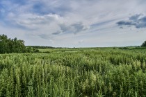 Продажа Земля сельскохозяйственного назначения — фото 7