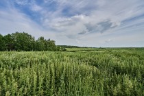 Продажа Земля сельскохозяйственного назначения — фото 14