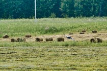 Продажа Земля сельскохозяйственного назначения — фото 2